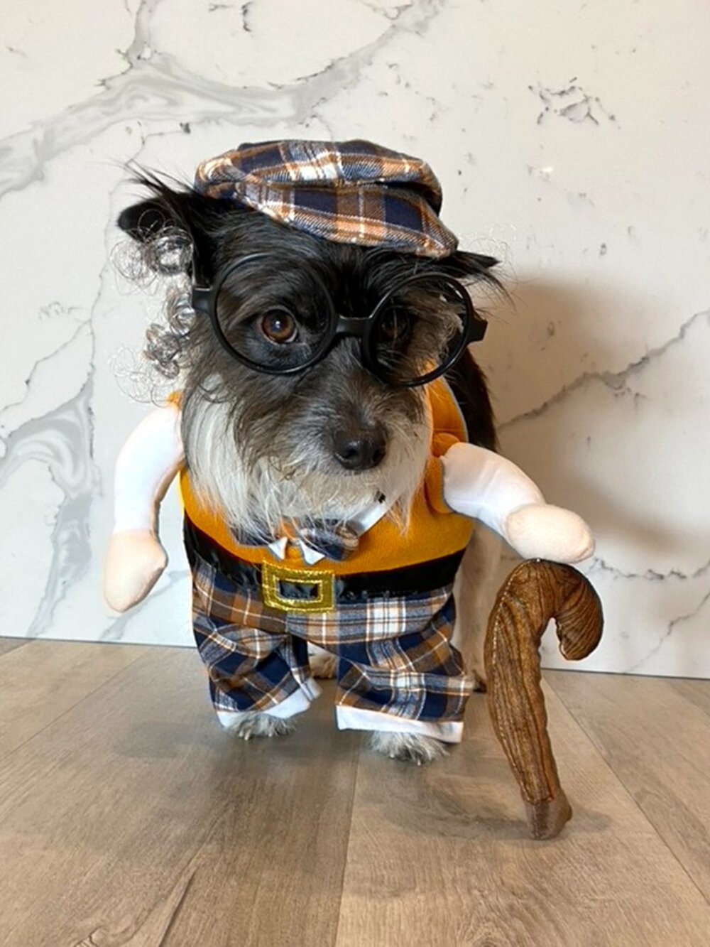 “Grandpa” Dog Costume – Size Medium, Moonlight Manor Pet Apparel